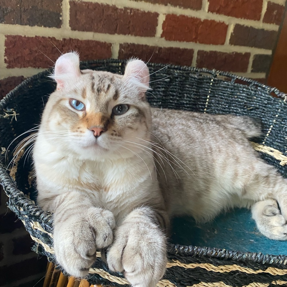 Meet your Posher, Alex